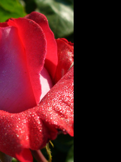 Tapeta ruze_za_rosy