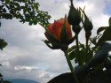 Tapeta růže za soumraku z Letné