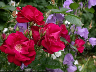Tapeta: Růže od Gaia Dream Creation