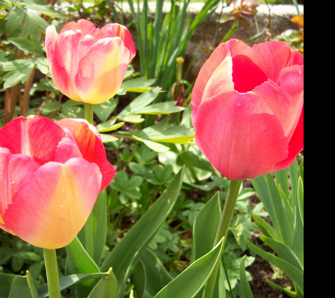 Tapeta ruzove_tulipany