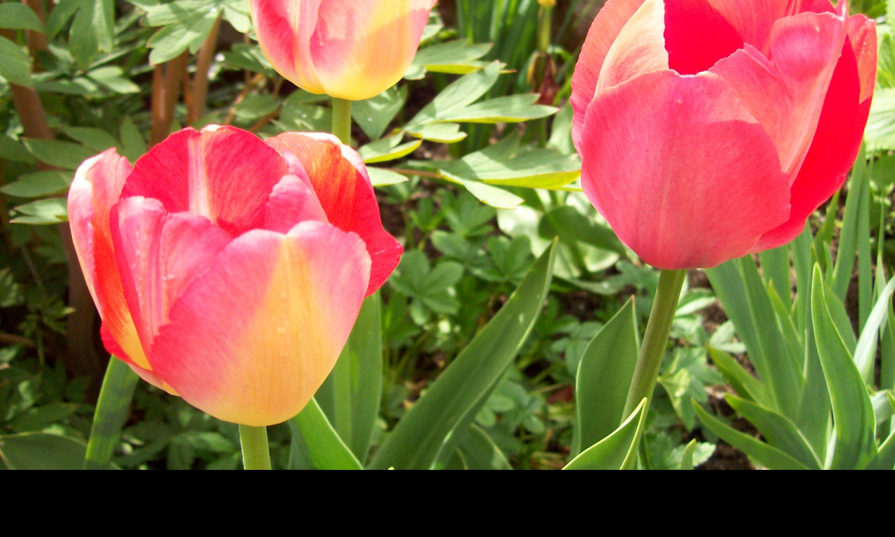 Tapeta ruzove_tulipany