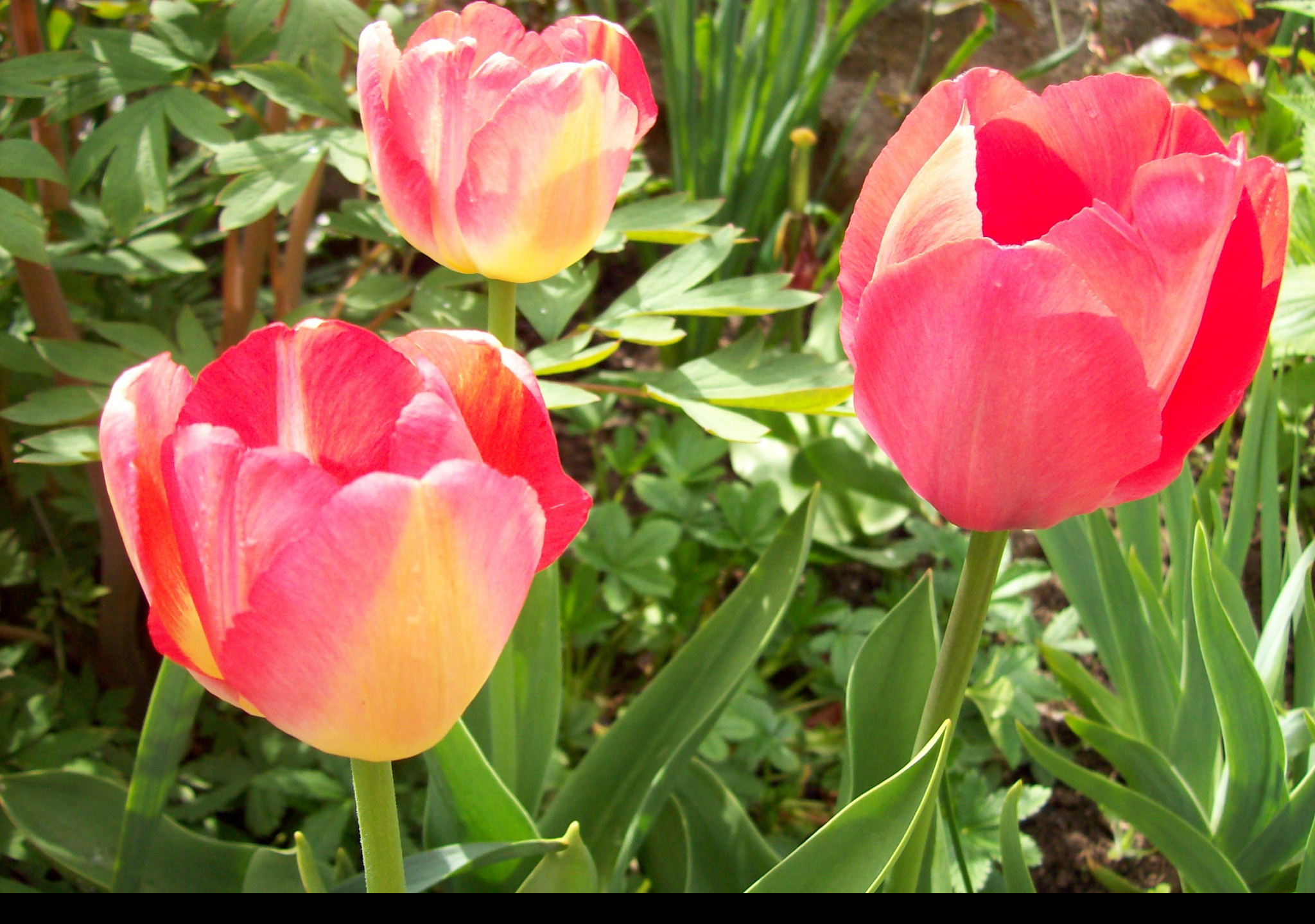 Tapeta ruzove_tulipany