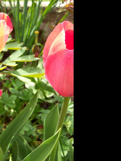 Tapeta ruzove_tulipany