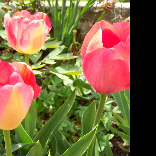 Tapeta ruzove_tulipany