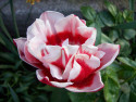 Tapeta Růžovočervený tulipán