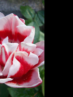 Tapeta ruzovocerveny_tulipan