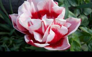 Tapeta ruzovocerveny_tulipan