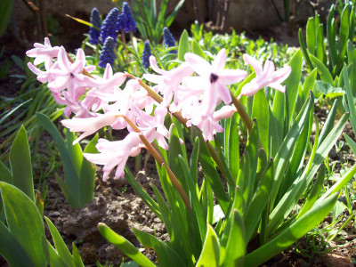 Tapeta: Rov hyacint
