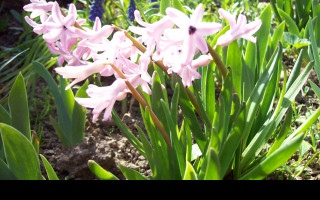 Tapeta ruzovy_hyacint