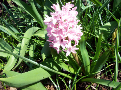 Tapeta: Rov hyacint 1