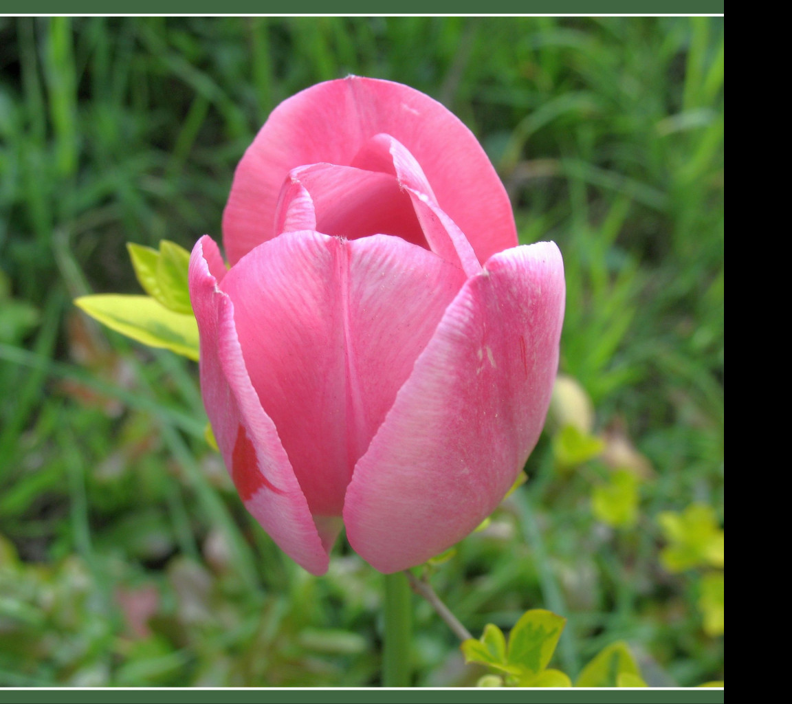 Tapeta ruzovy_tulipan