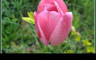 Tapeta ruzovy_tulipan