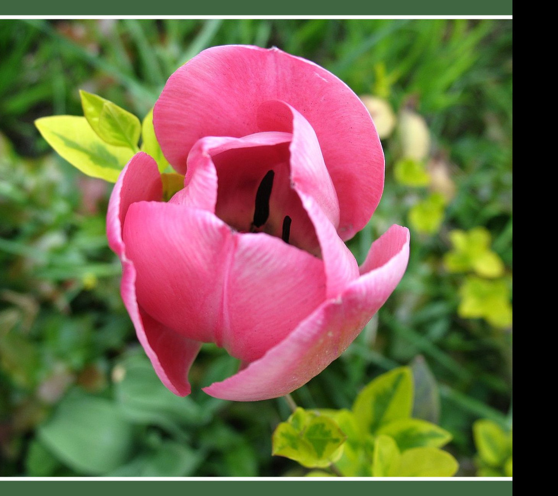 Tapeta ruzovy_tulipan_