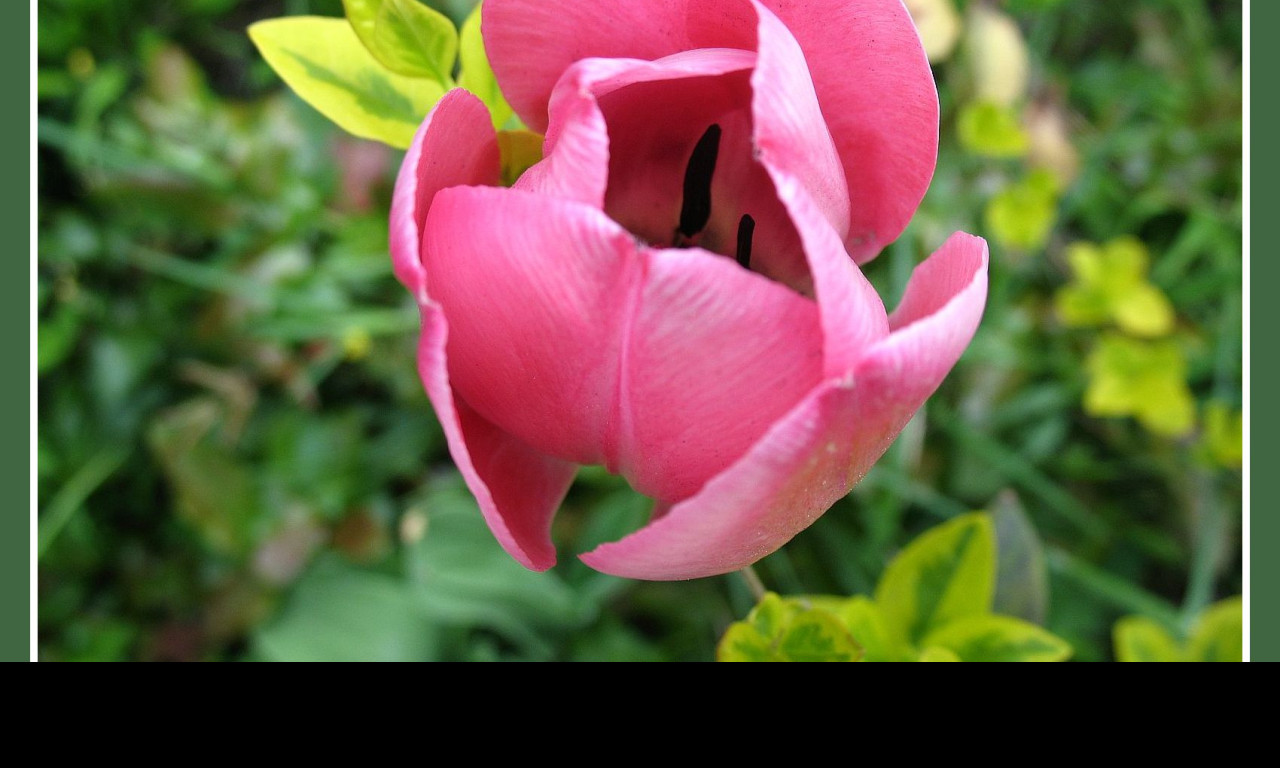 Tapeta ruzovy_tulipan_