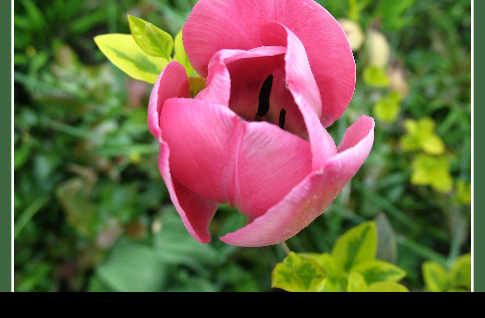 Tapeta ruzovy_tulipan_