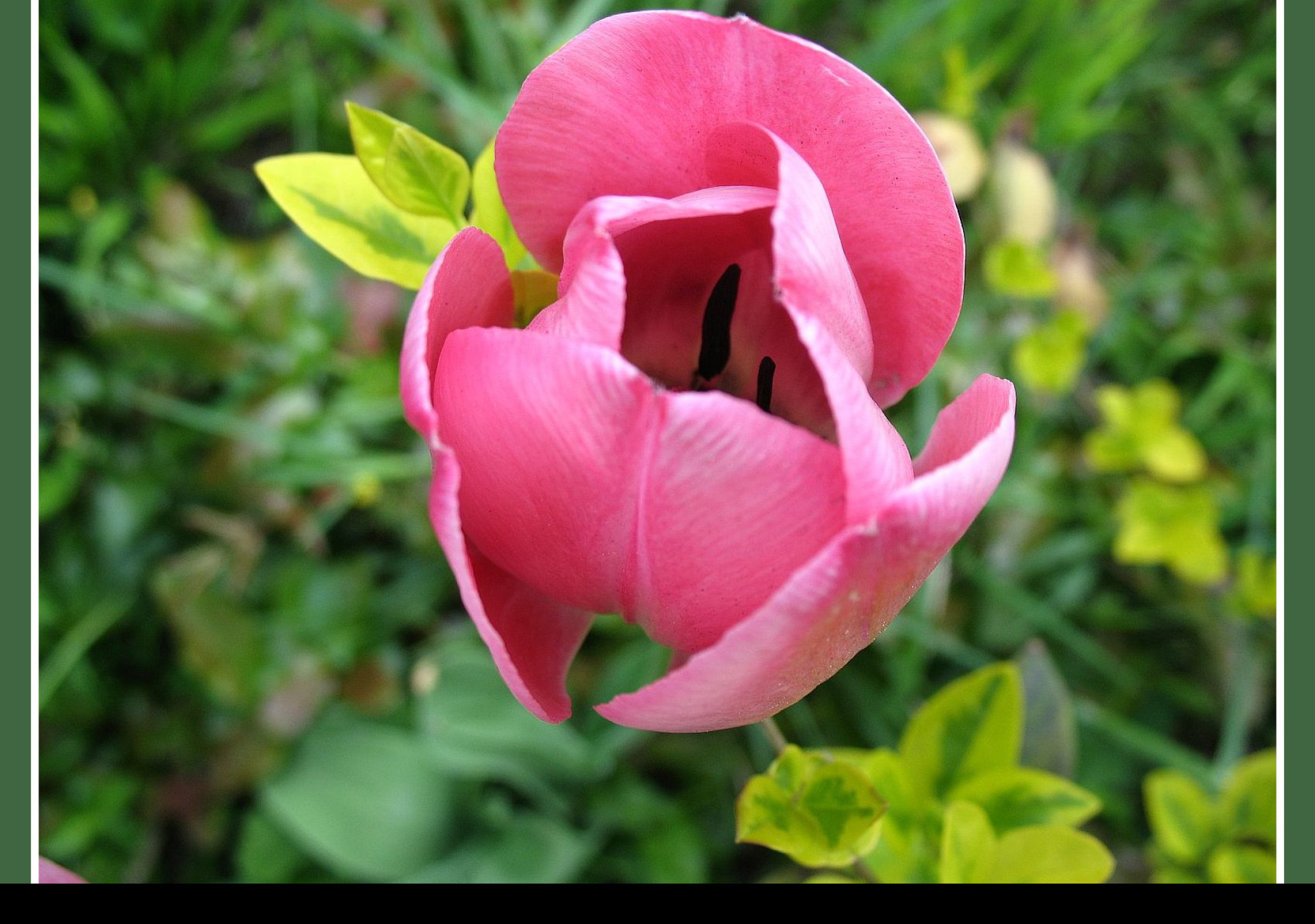 Tapeta ruzovy_tulipan_
