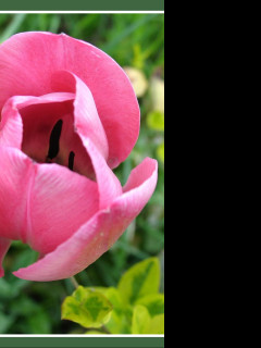 Tapeta ruzovy_tulipan_