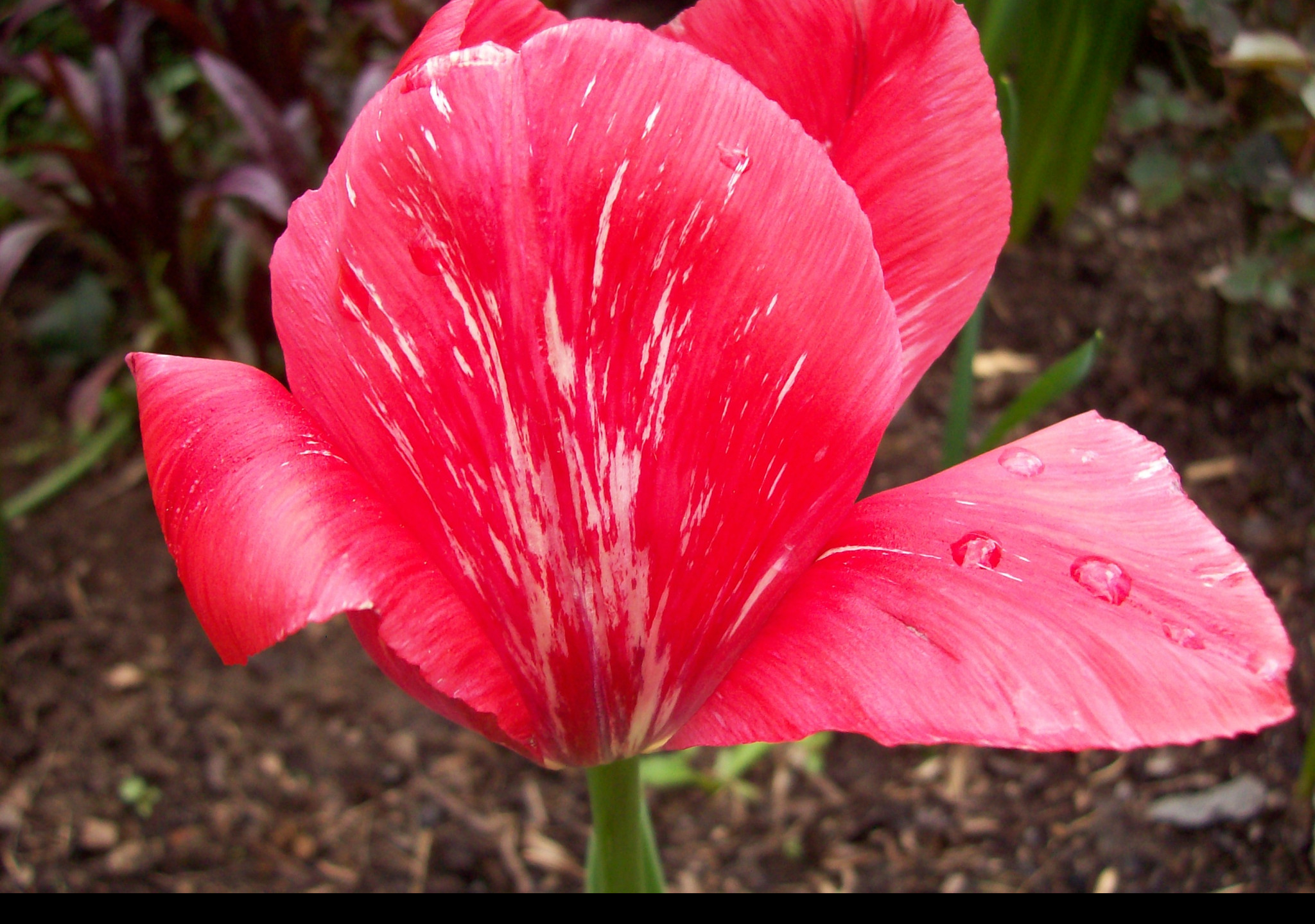 Tapeta ruzovy_tulipan_s_kapkami