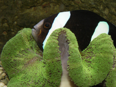 Tapeta: ryba v sasance