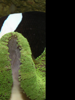Tapeta ryba_v_sasance