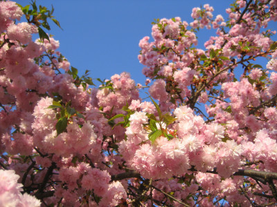 Tapeta: Sakura
