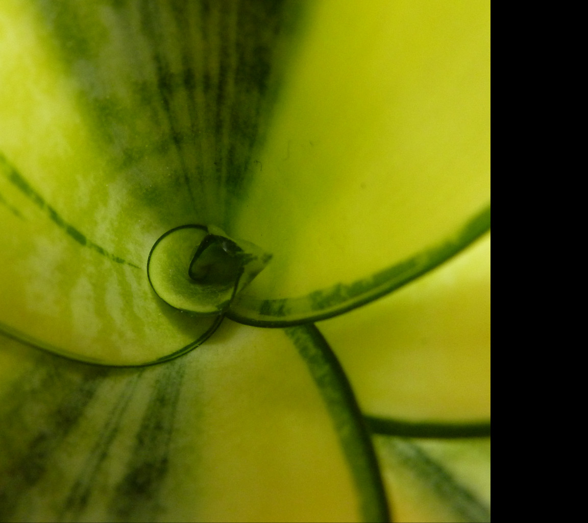 Tapeta sansevieria_hahnii