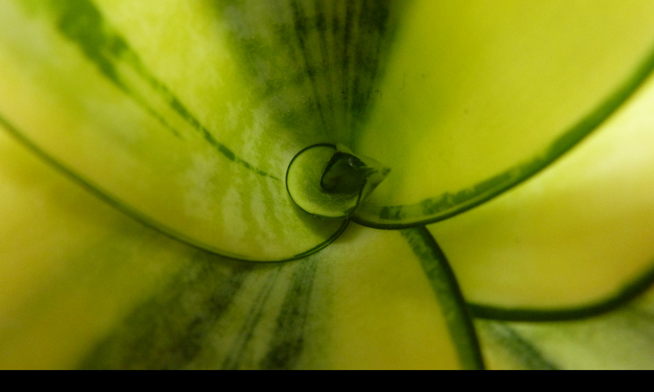 Tapeta sansevieria_hahnii