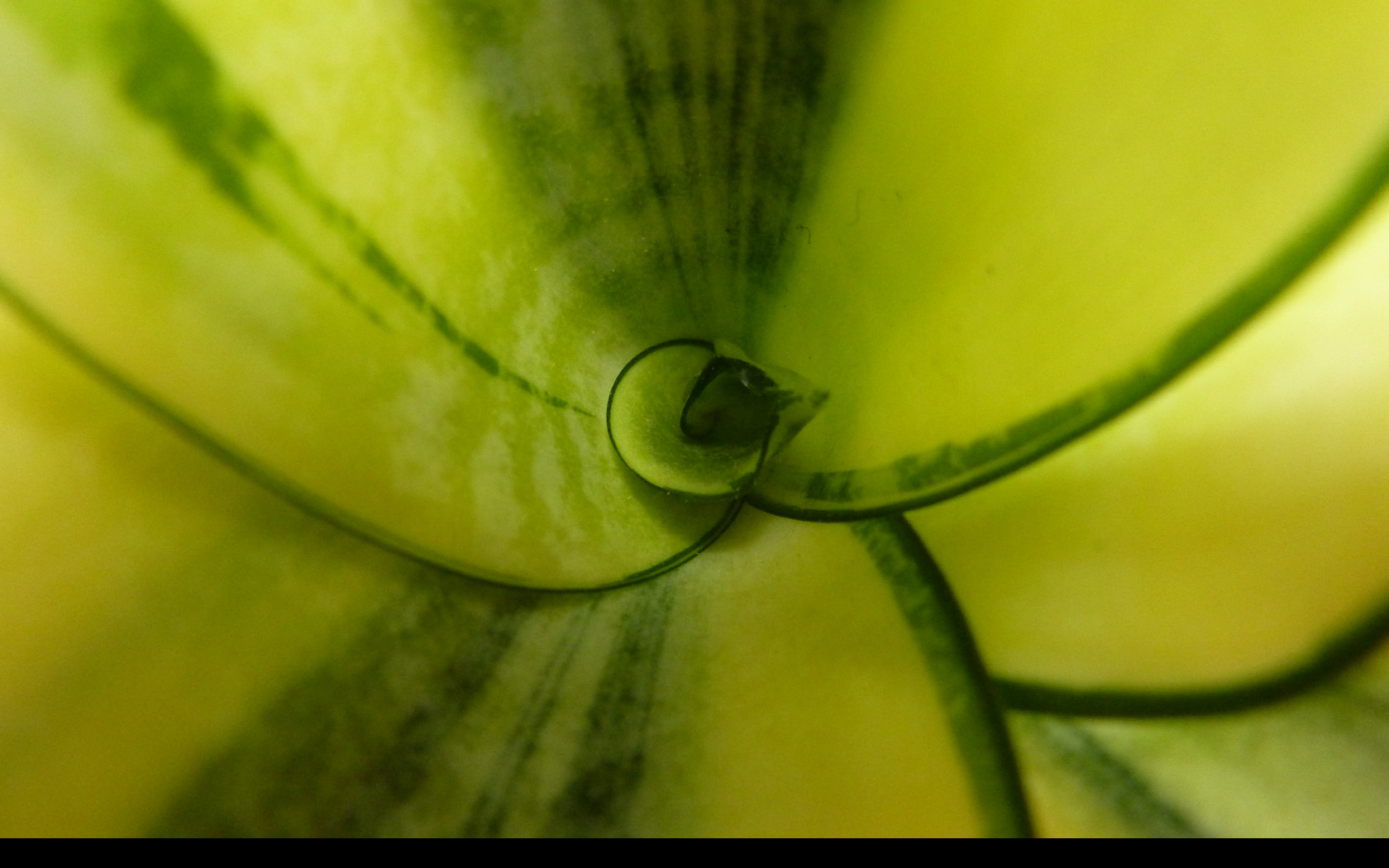 Tapeta sansevieria_hahnii