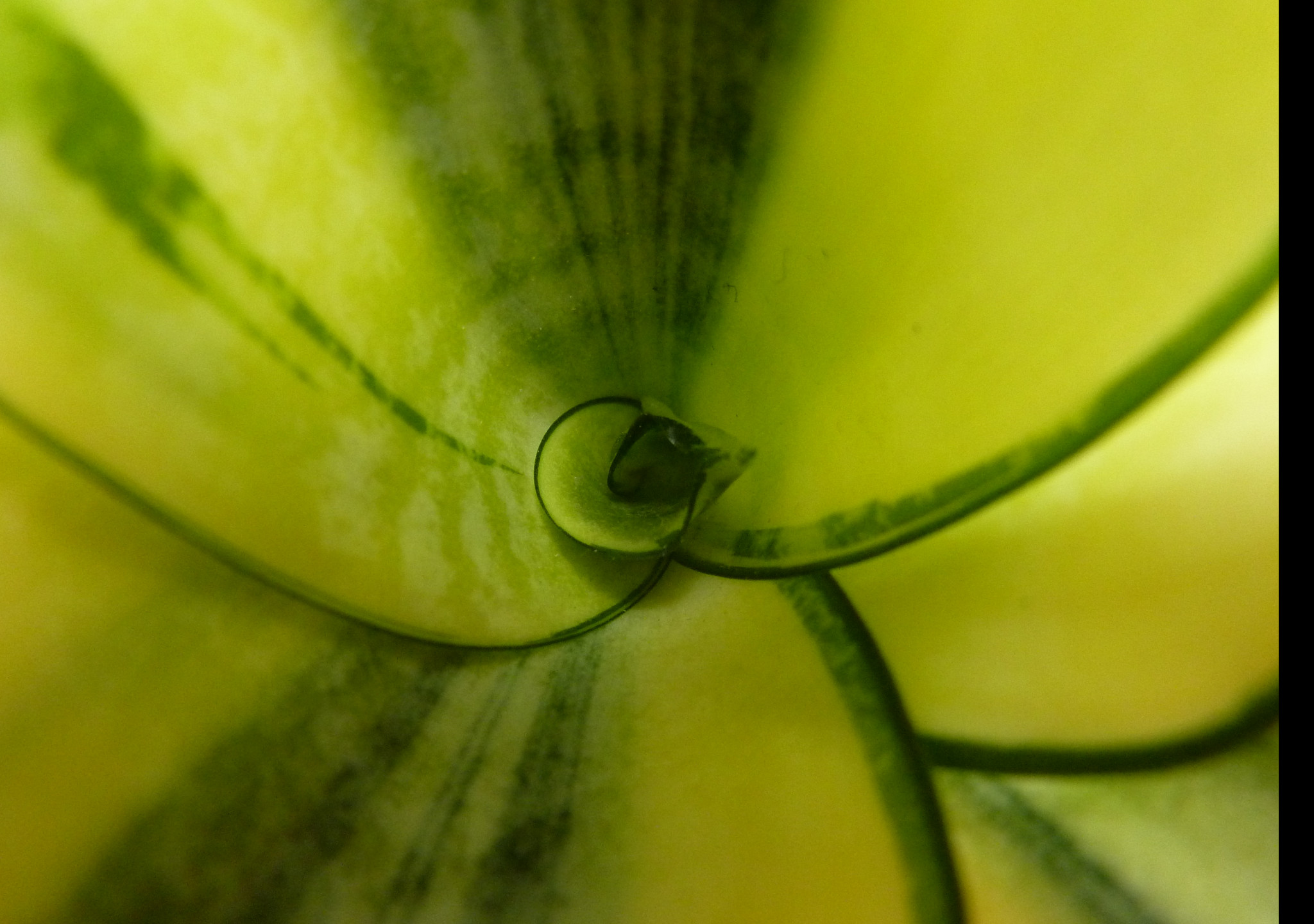 Tapeta sansevieria_hahnii