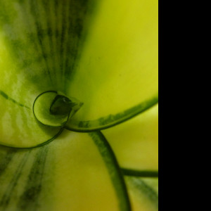 Tapeta sansevieria_hahnii