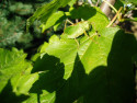 Tapeta Sarane