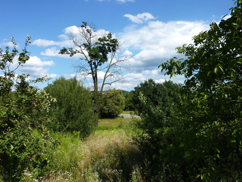 Tapeta savana