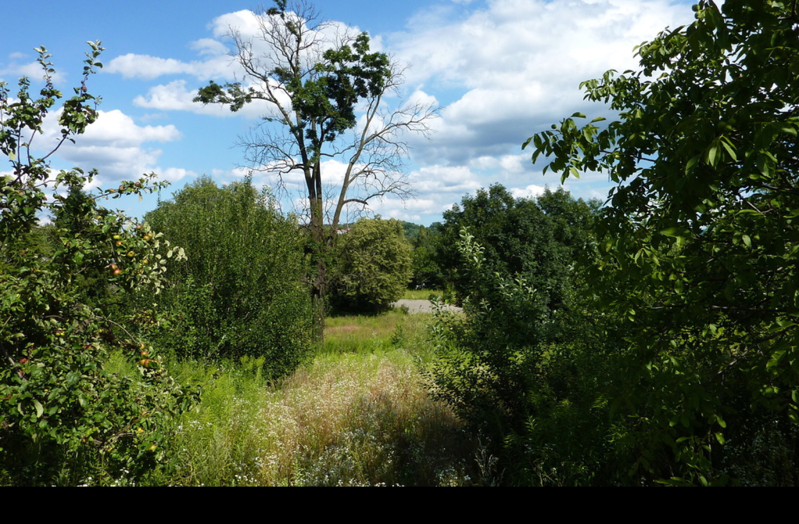 Tapeta savana