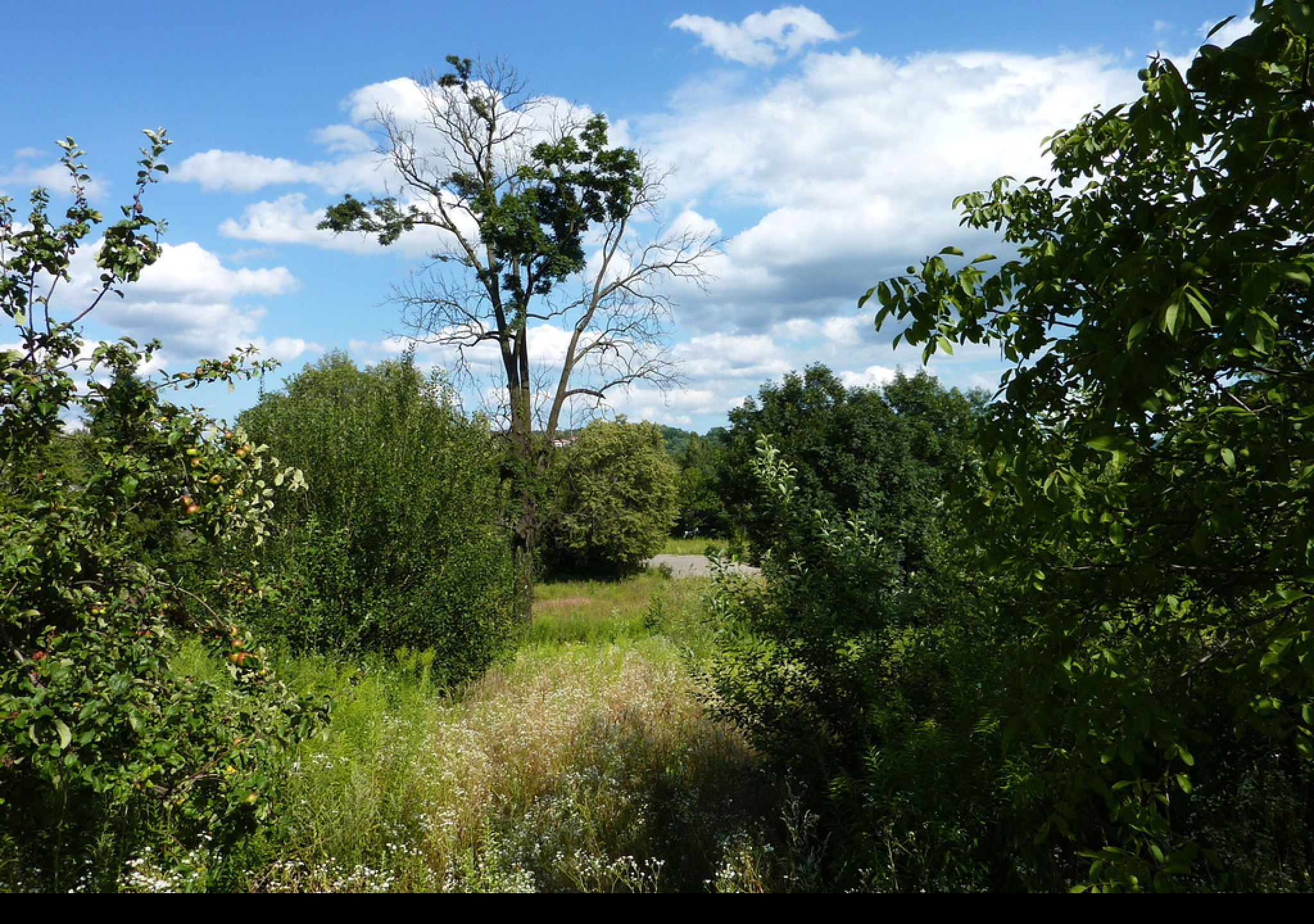 Tapeta savana