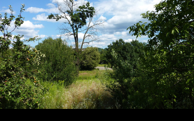 Tapeta savana