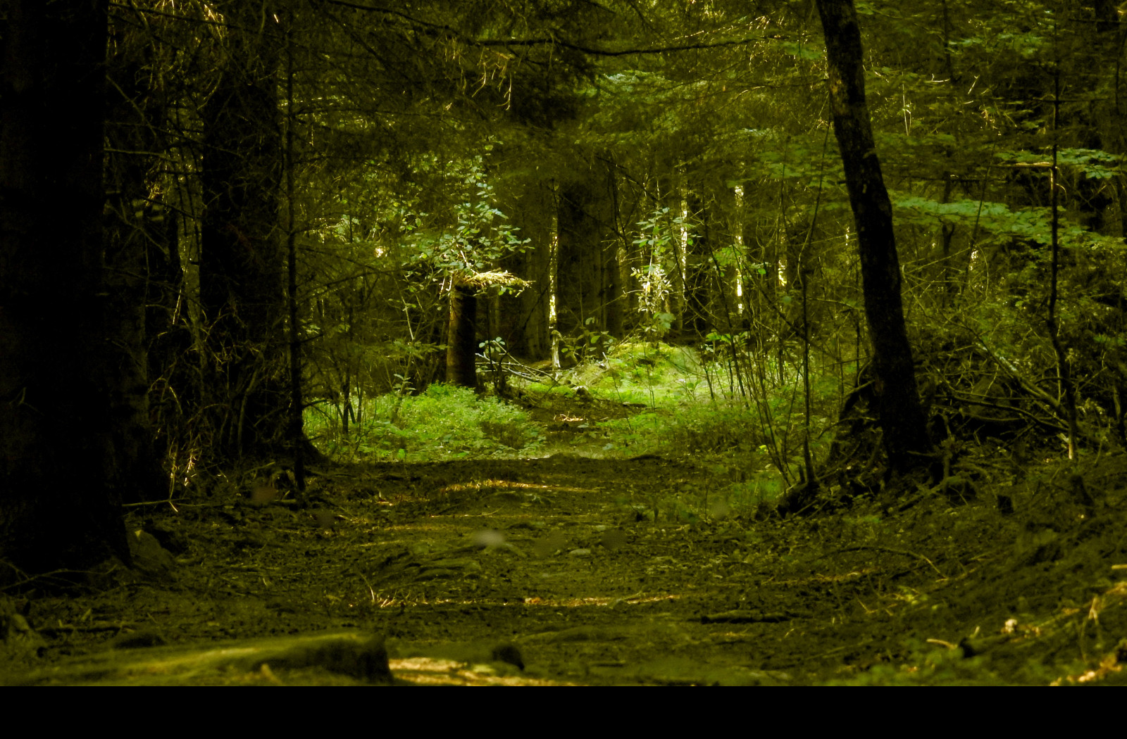 Tapeta schwarzwald_2