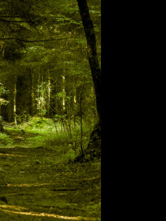 Tapeta schwarzwald_2