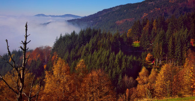 Tapeta: Schwarzwald 3