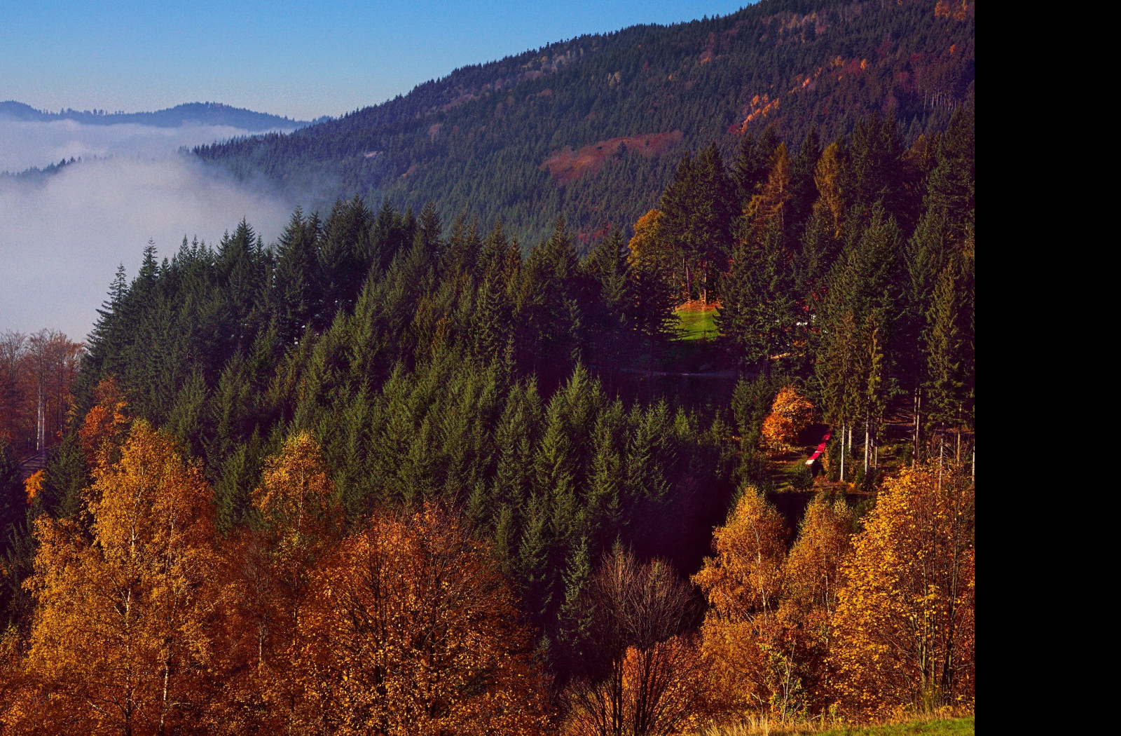 Tapeta schwarzwald_3