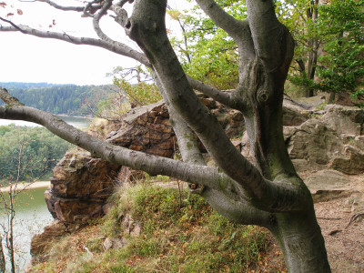 Tapeta: Se-strom na skle pod Ohebem