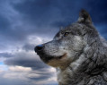 Tapeta Šedý vlk