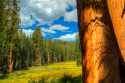 Tapeta Sequoia