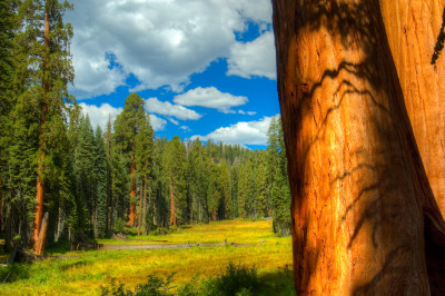 Tapeta: Sequoia