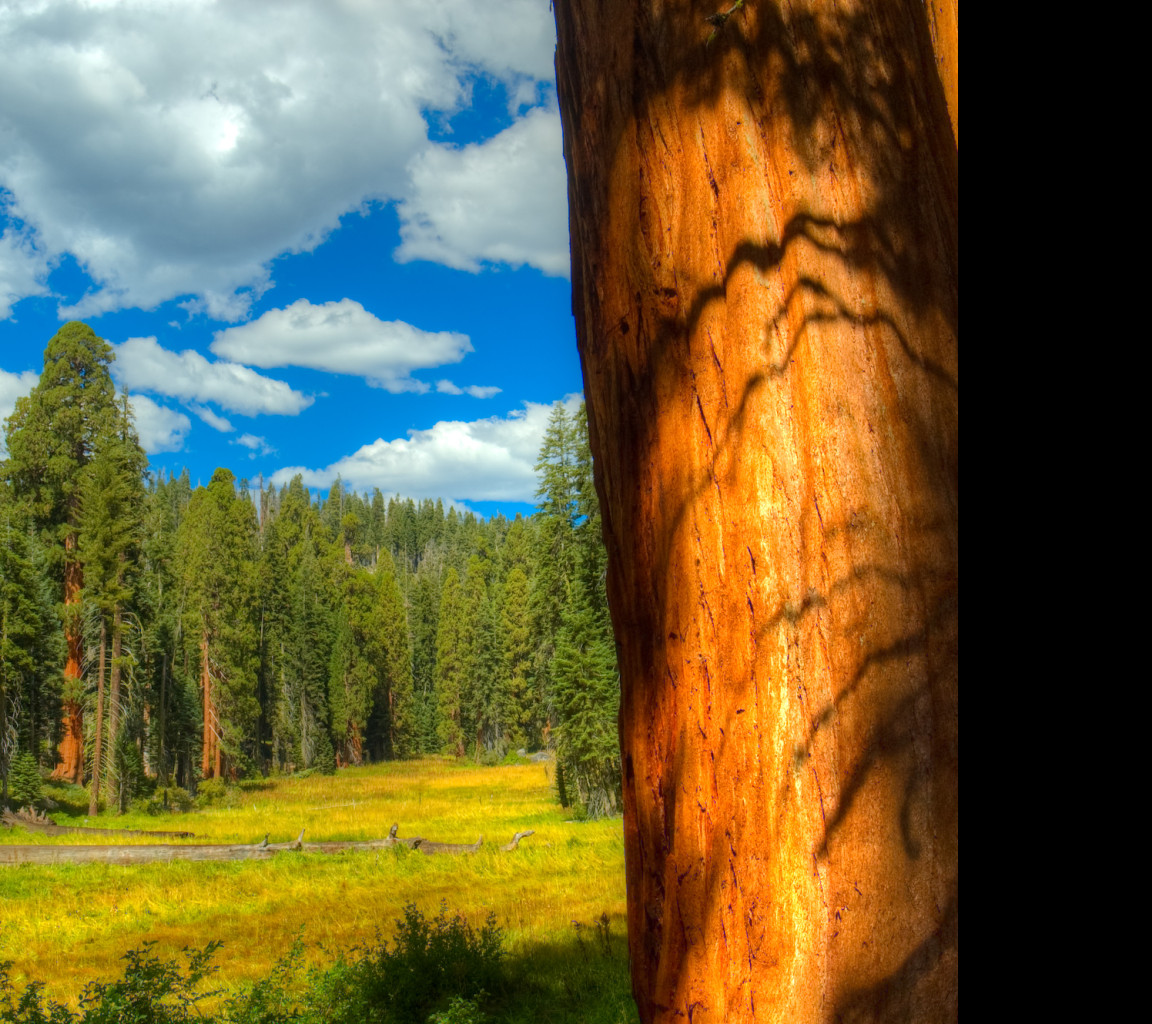 Tapeta sequoia
