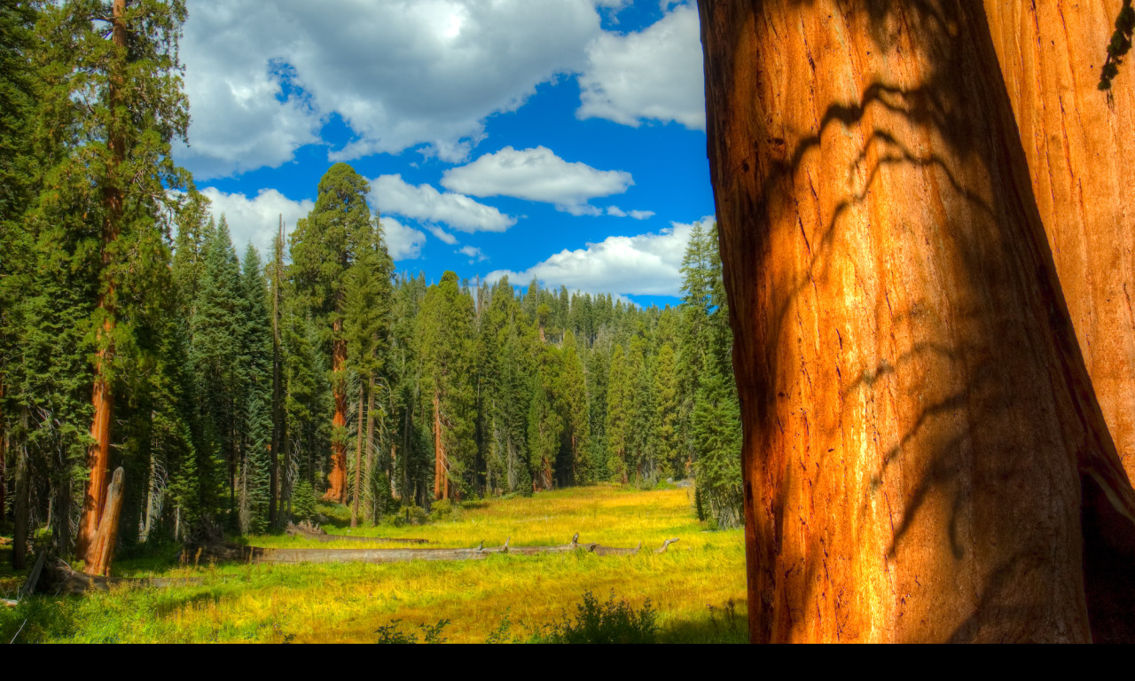 Tapeta sequoia