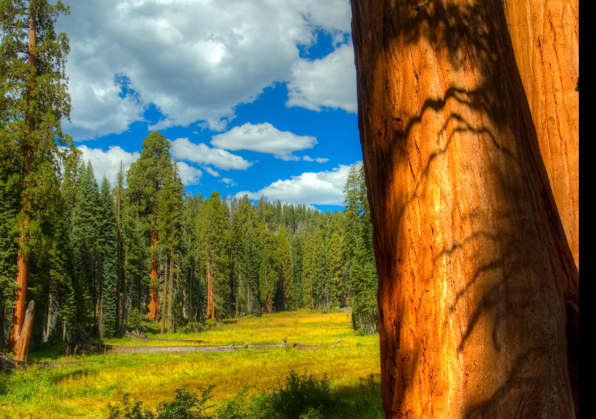 Tapeta sequoia