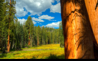 Tapeta sequoia