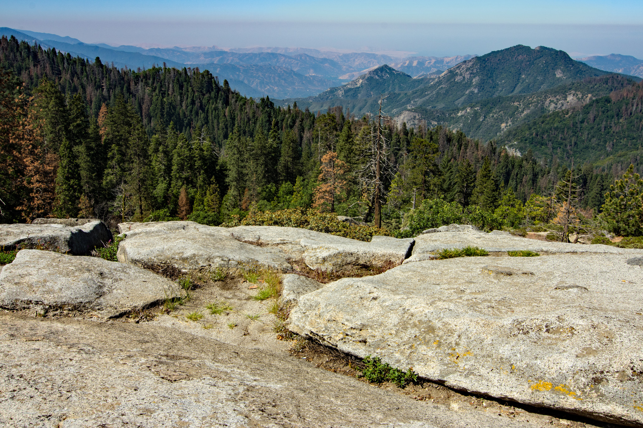 Tapeta sequoia__beetle_rock