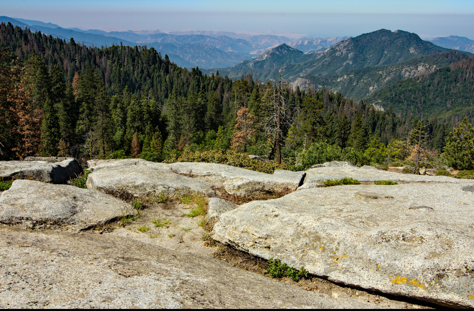 Tapeta sequoia__beetle_rock