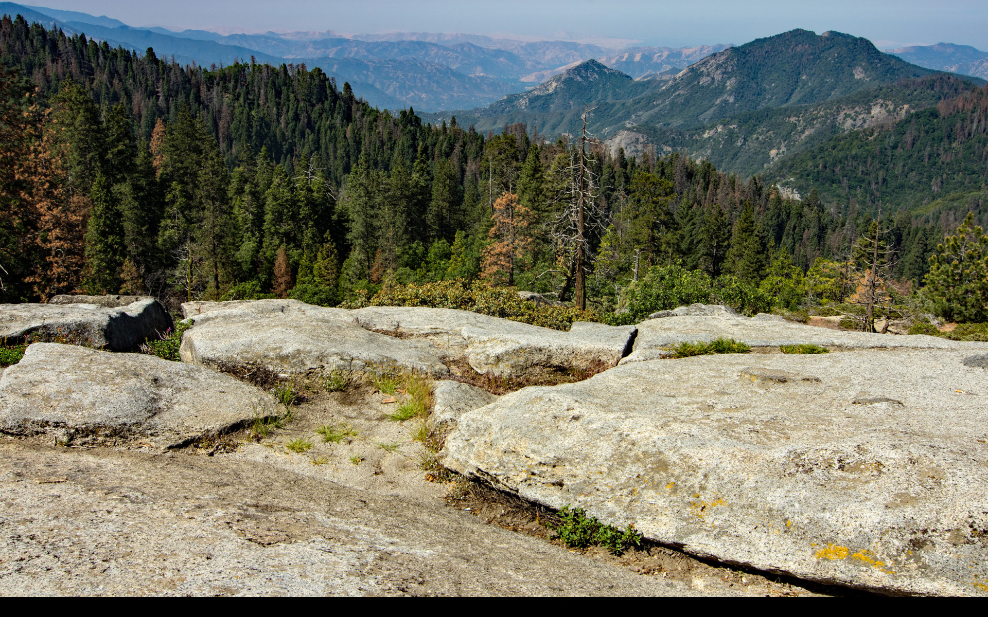 Tapeta sequoia__beetle_rock